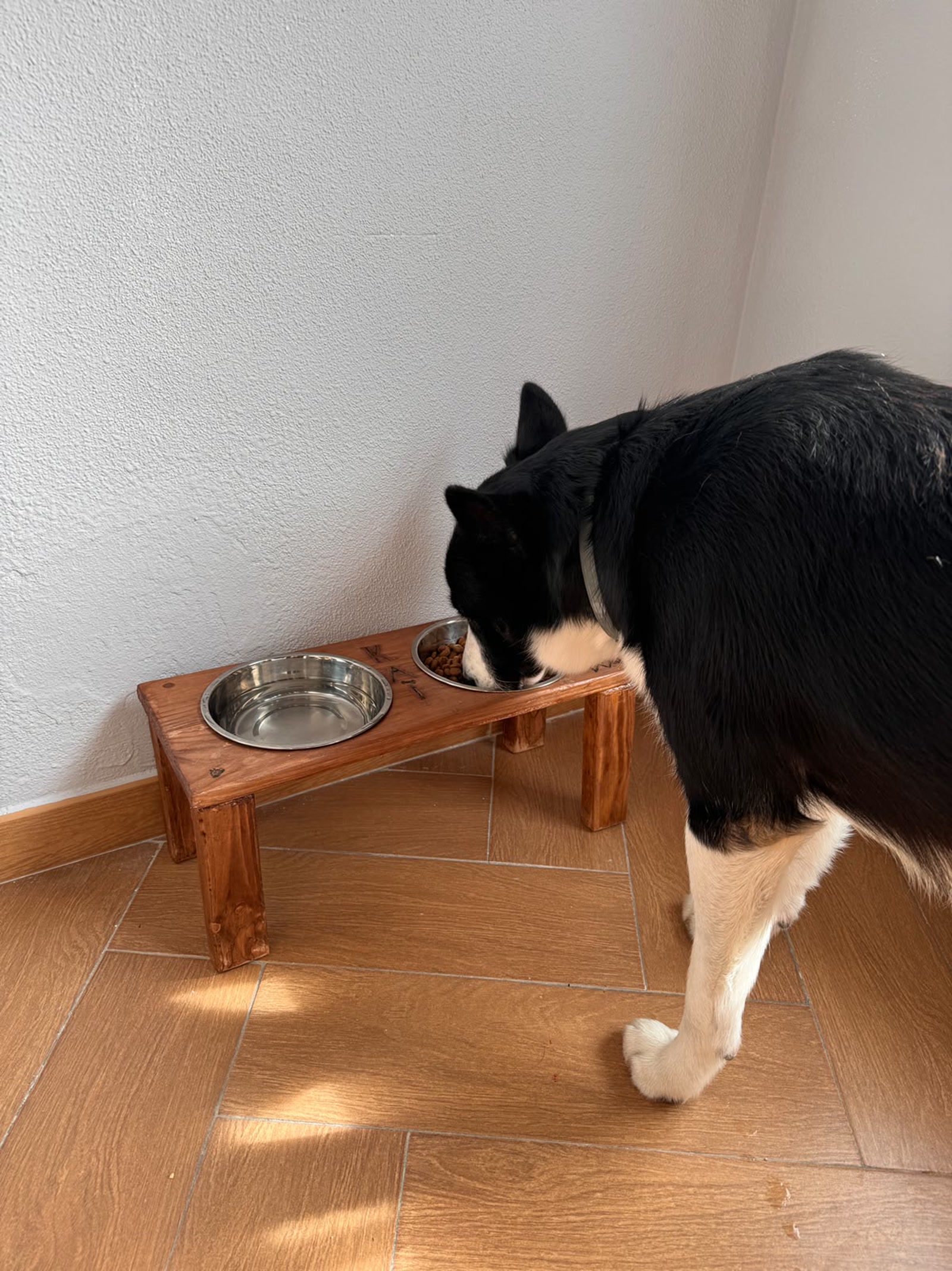 Perro comiendo cómodamente en su comedero elevado Bynadric